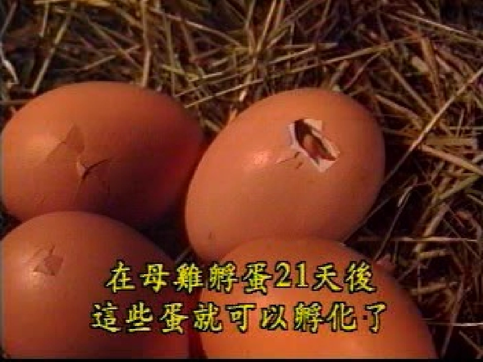 教科版科学四下第二单元6《动物的卵》_第3页
