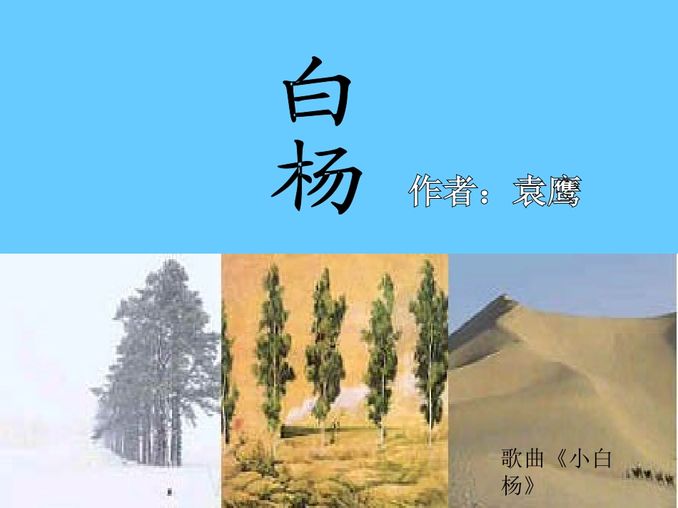 五年级下册3白杨PPT_第1页
