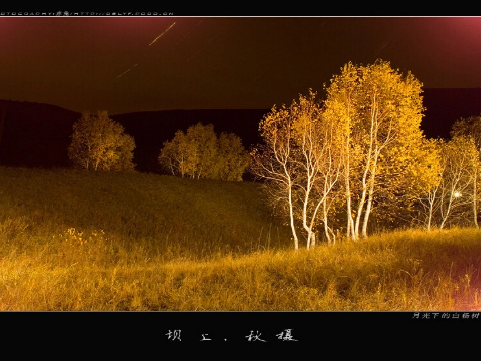 五年级下册3白杨PPT_第2页