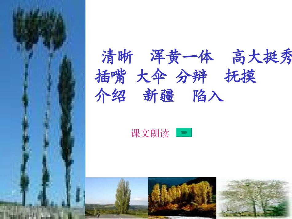 五年级下册3白杨PPT_第3页