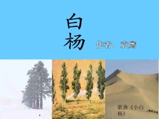 五年级下册3白杨PPT