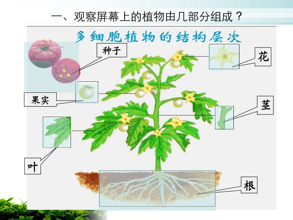 (新人教版)植物体的结构层次_第3页