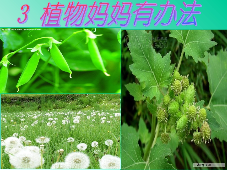 二年级语文上册第一组3植物妈妈有办法课件_第1页