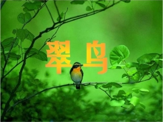 《翠鸟》课件4