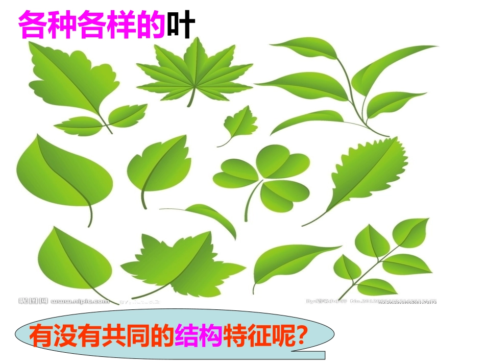 叶是绿色植物进行光合作用的主要器官_第2页
