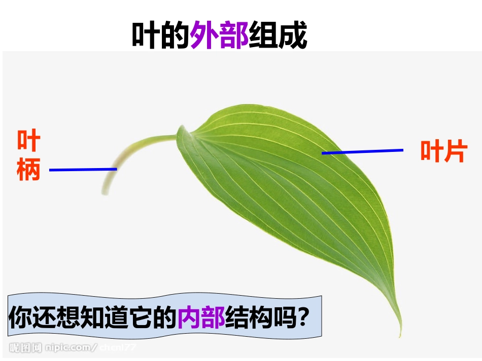 叶是绿色植物进行光合作用的主要器官_第3页