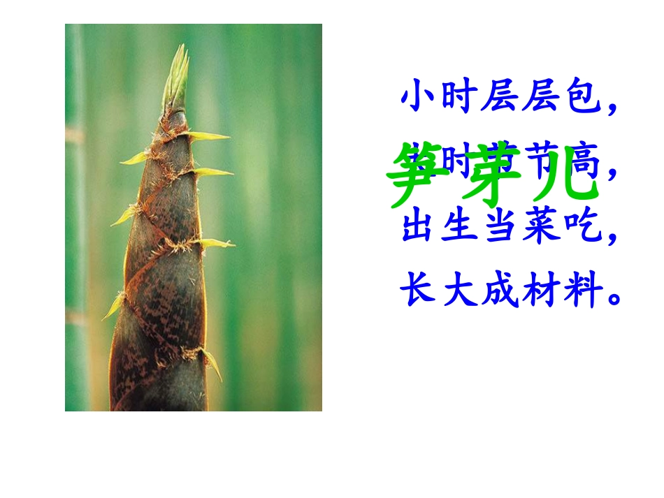 人教版二年级下册《3笋芽儿》教学课件_第1页
