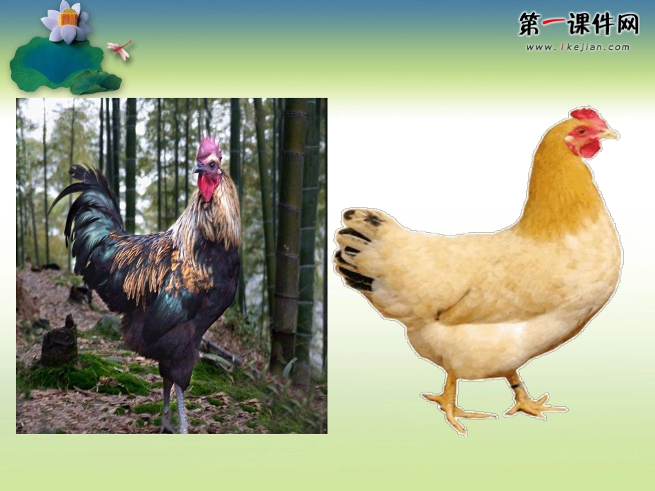 动物的繁殖（鄂教版）五年级科学下册PPT课件_第3页