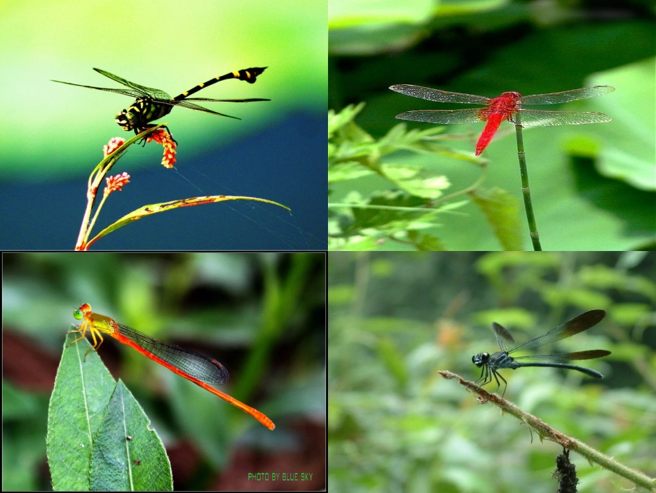 放飞蜻蜓修改后_第3页
