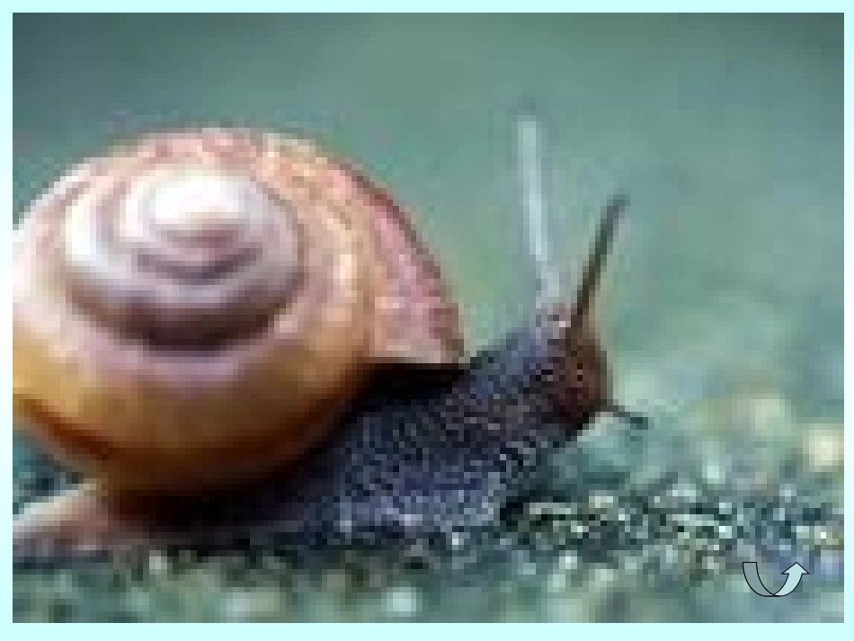 六年级数学下册课件比例尺的意义_第2页