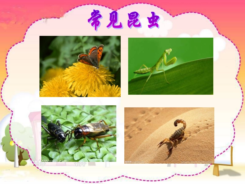 《昆虫迷》课件_第2页