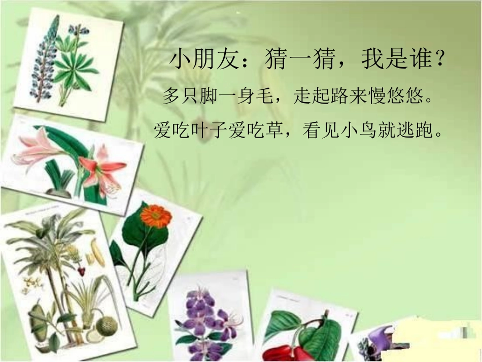 课件毛毛虫啃苹果_第1页