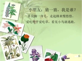 课件毛毛虫啃苹果
