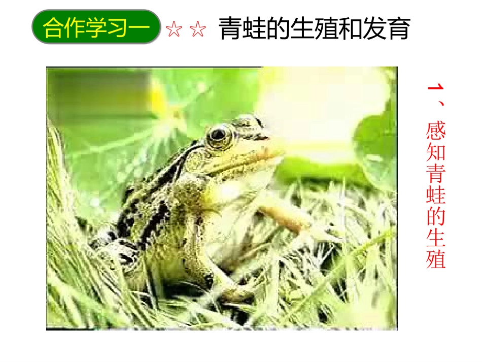 八年级生物下册第七单元第一章《生物的生殖和发育》第三节《两栖动物的生殖和发育》课件新人教版_第3页