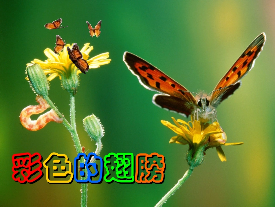 彩色的翅膀课件_第1页