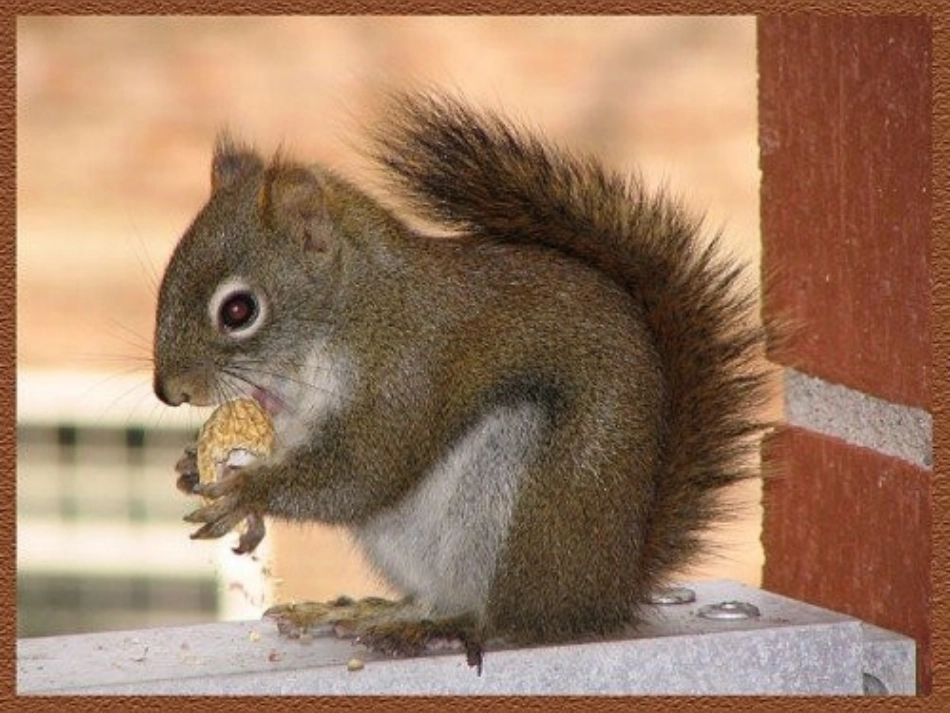 跑进来的松鼠_第2页