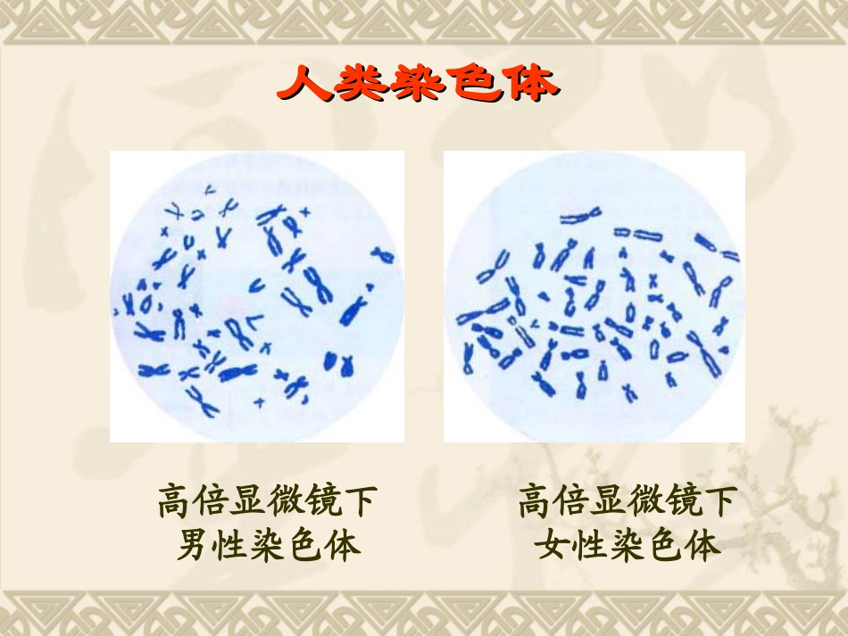 【生物】23伴性遗传课件2（人教版必修2）_第2页