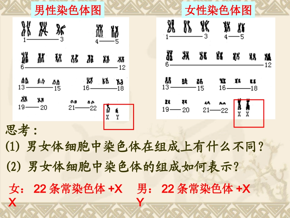 【生物】23伴性遗传课件2（人教版必修2）_第3页
