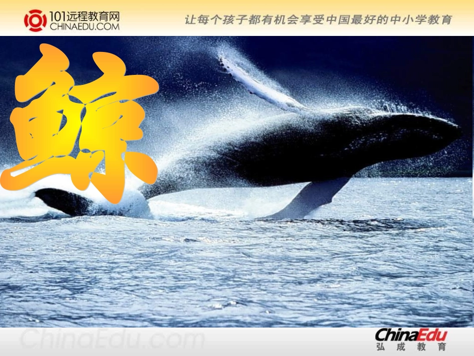 人教新课标版小学五上《鲸》课件(精品课件)_第2页