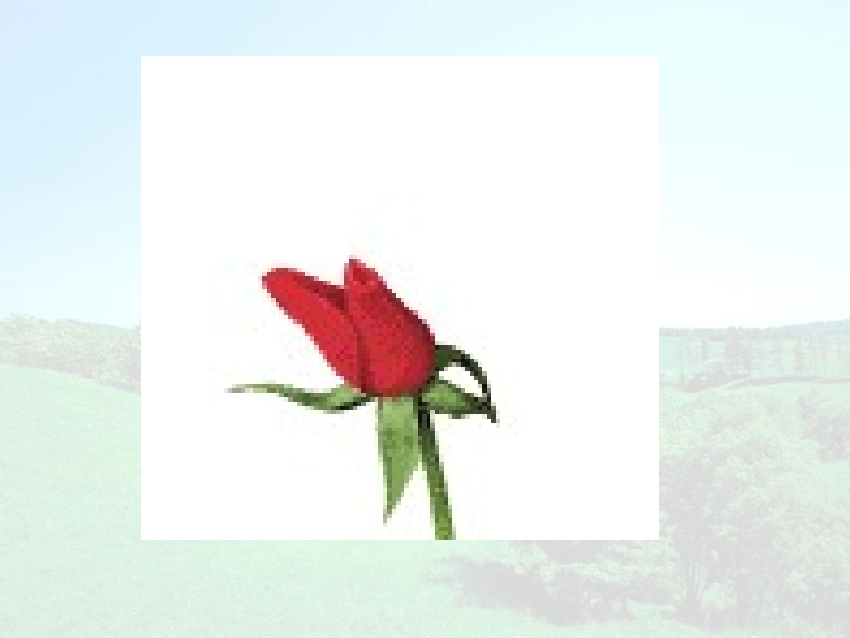 小鹿的玫瑰花 (2)_第2页