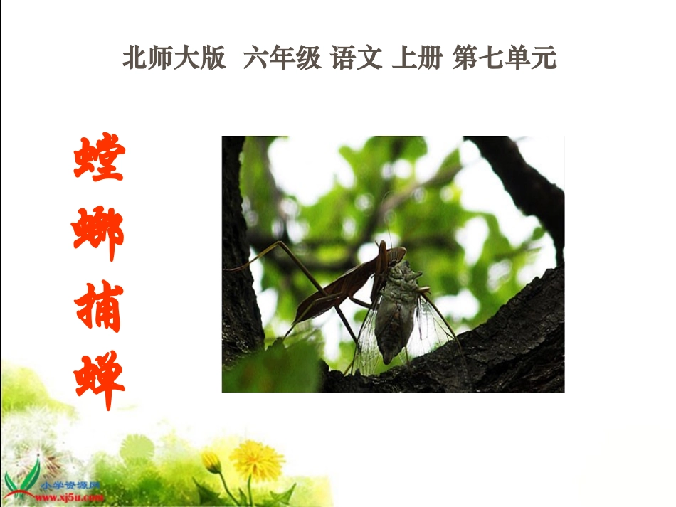 螳螂捕蝉gdkj_第1页