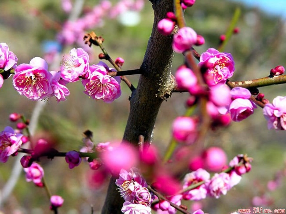 《美丽的吹墨画》课件_第2页