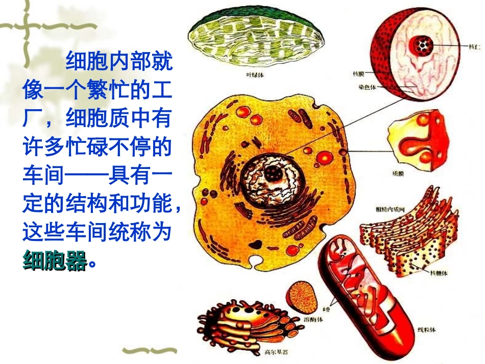 【生物】32细胞器——系统内的分工合作课件1（人教版必修1）_第3页