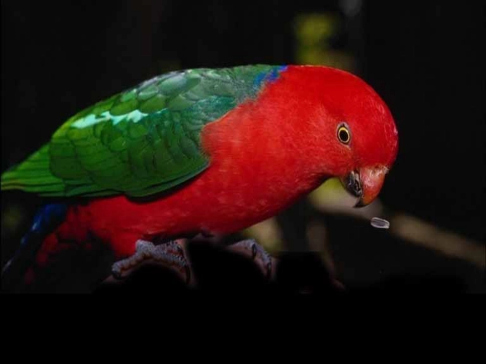 9两只鸟蛋课件2_第3页