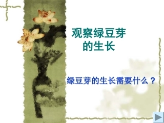 观察绿豆芽的生长