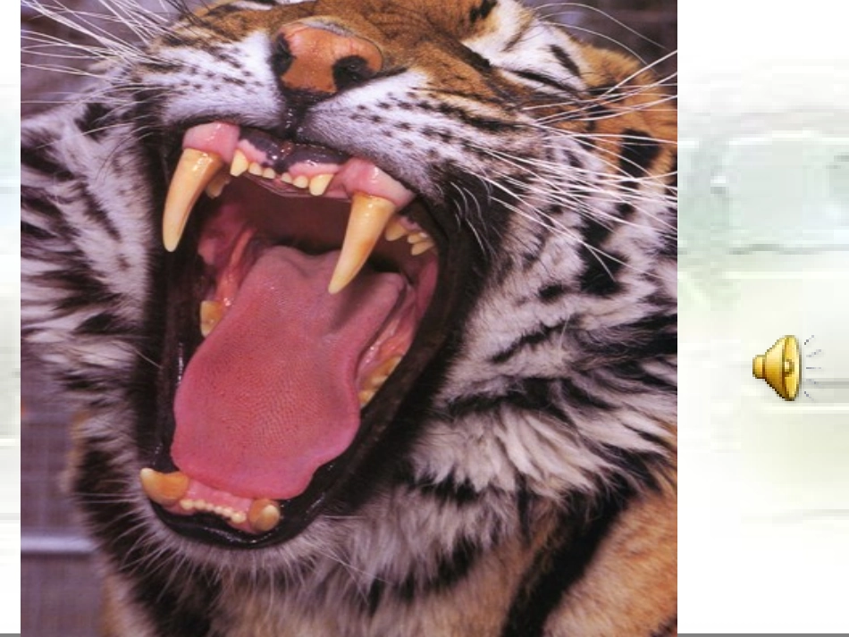 华南虎(精华)_第3页