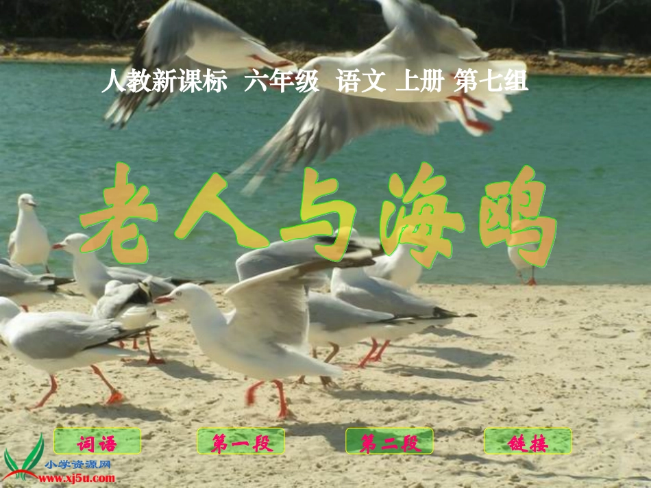 （人教新课标）六年级语文上册课件老人与海鸥2_第1页