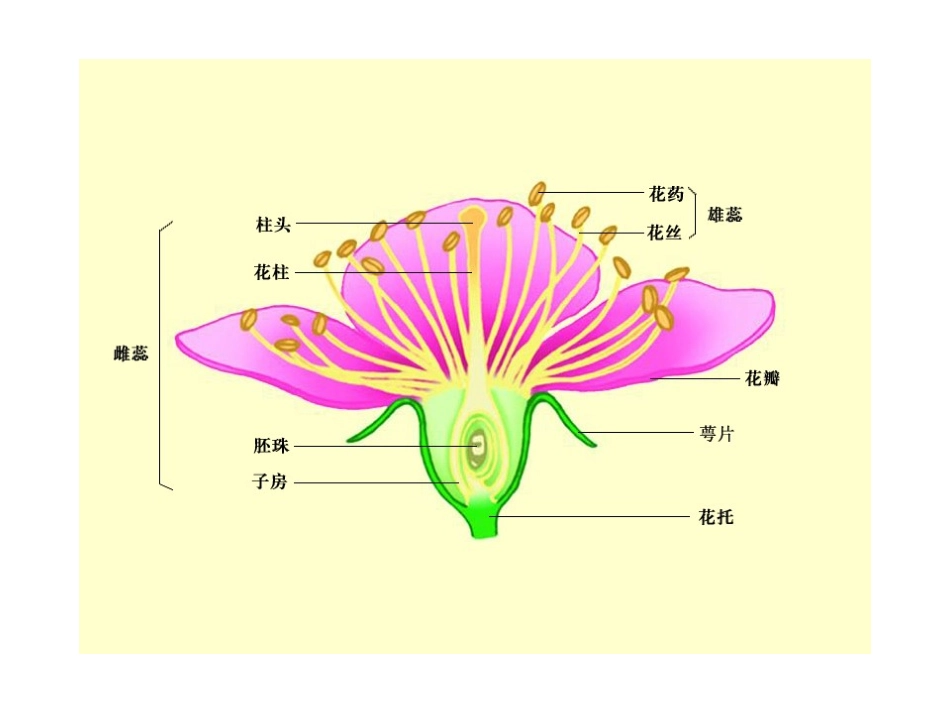 三年级科学MicrosoftPowerPoint演示文稿_第3页