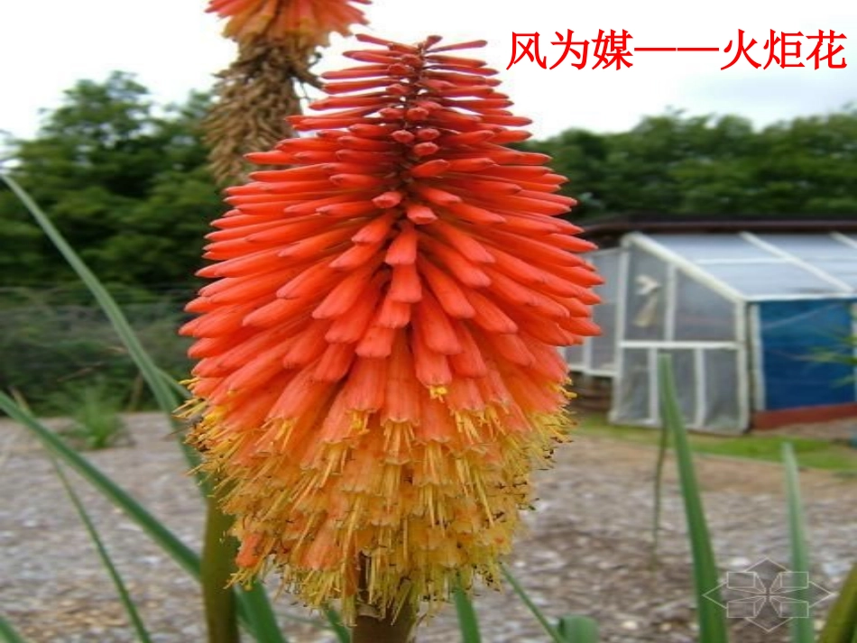 第一节生殖的类型_第1页