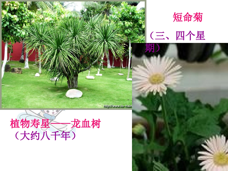 第一节生殖的类型_第2页