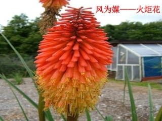 第一节生殖的类型