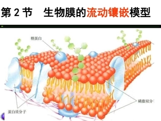 人教版必修1第4章第2节生物膜的流动镶嵌模型（共29张PPT）