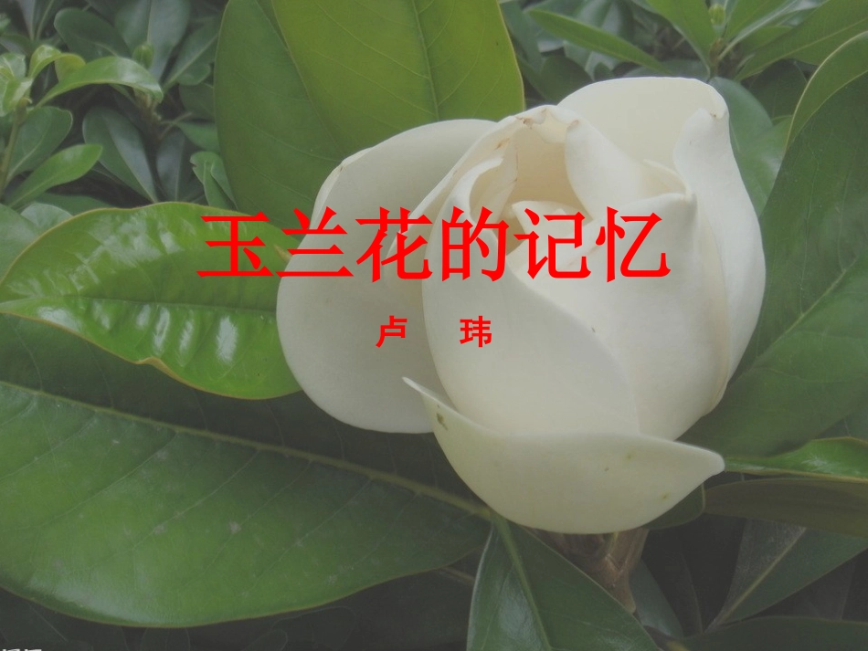 韩琳七上16课文二《玉兰花的记忆》_第1页