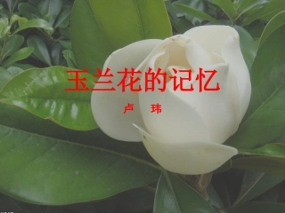 韩琳七上16课文二《玉兰花的记忆》