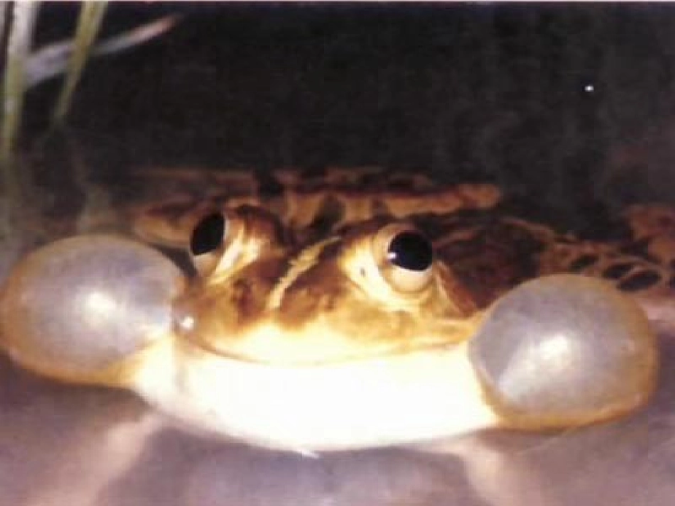 两栖类的生殖与发育]_第2页