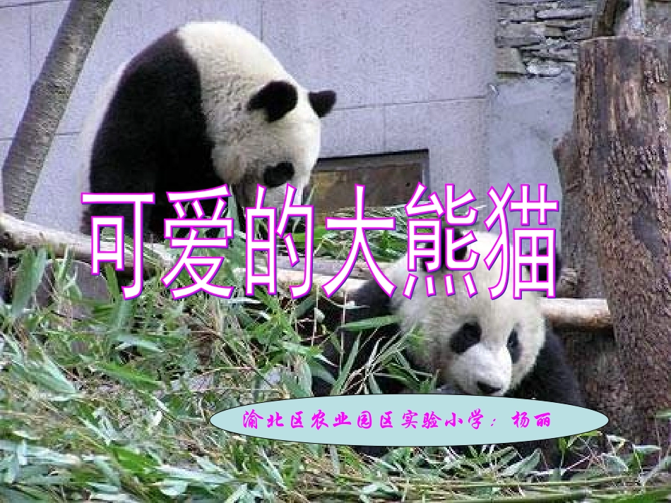 《可爱的大熊猫》_第1页