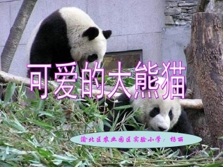 《可爱的大熊猫》