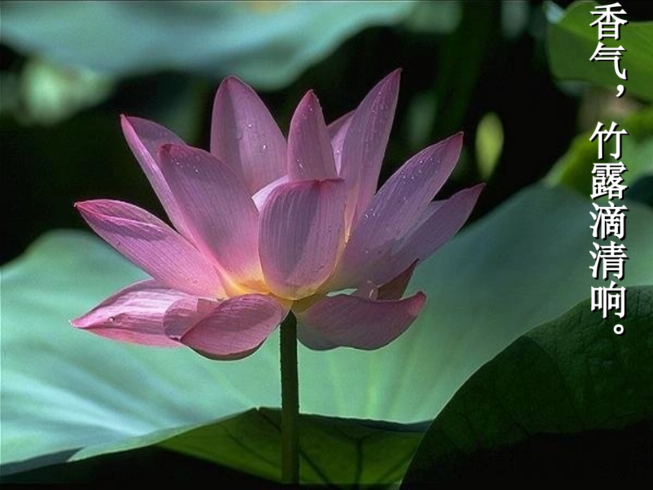 《爱莲说》参考课件2_第2页