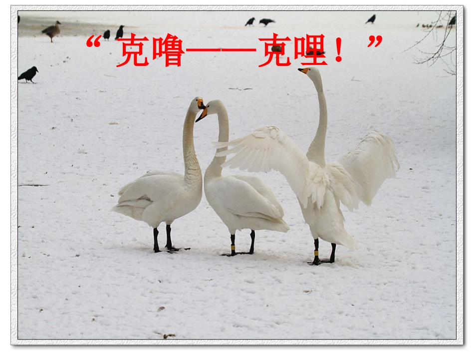 西师大版天鹅的故事PPT_第3页