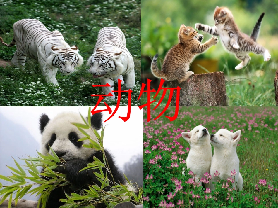 多彩的生命世界_课件_第3页