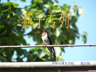 《燕子专列》课件