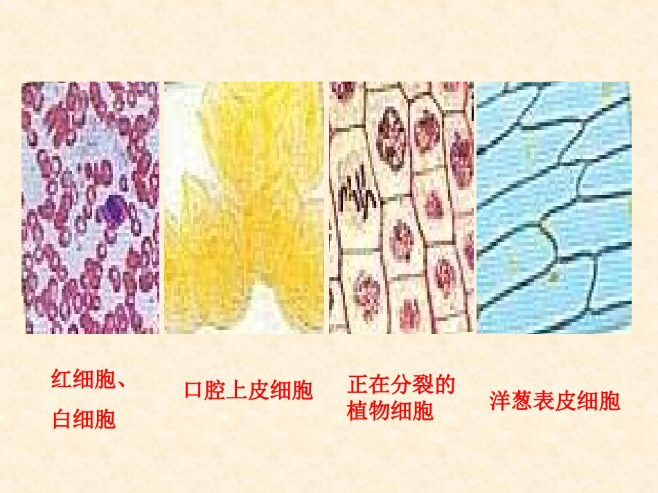 【生物】12细胞的多样性与统一性课件2（人教版必修1）_第3页