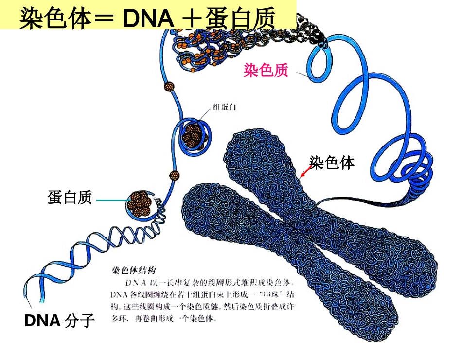 【生物】31DNA是主要的遗传物质课件2（人教版必修2）_第3页