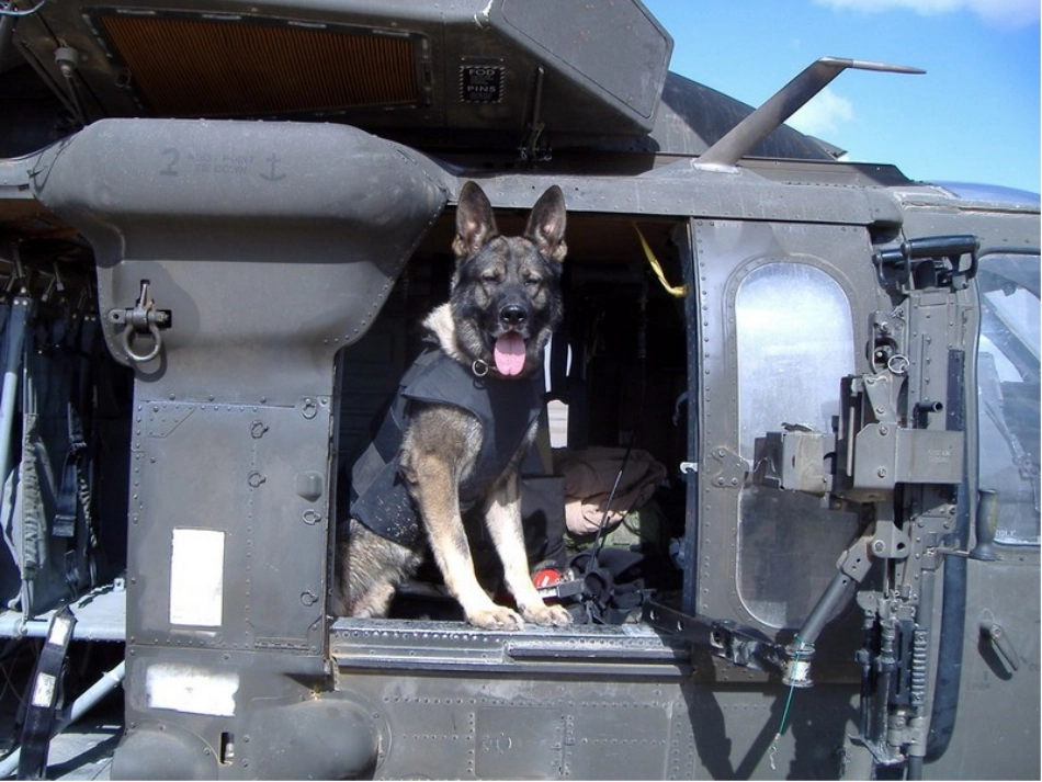 （教科版）五年级语文上册课件军犬黑子_第3页