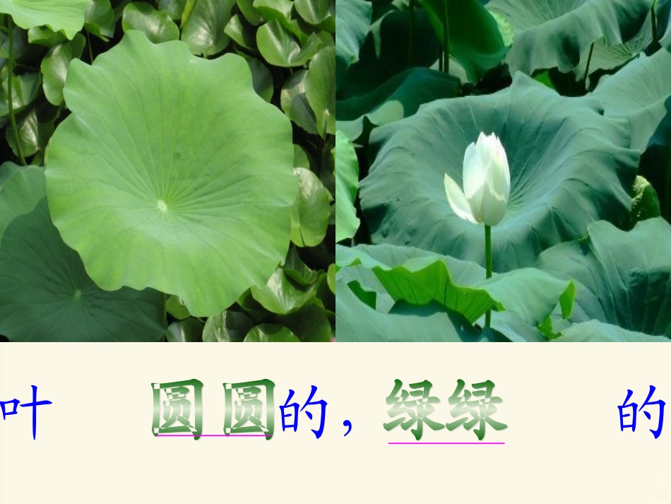 荷叶圆圆课件1_第3页