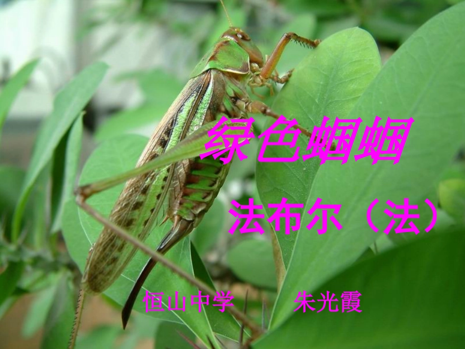 《绿色蝈蝈》教学课件_第1页